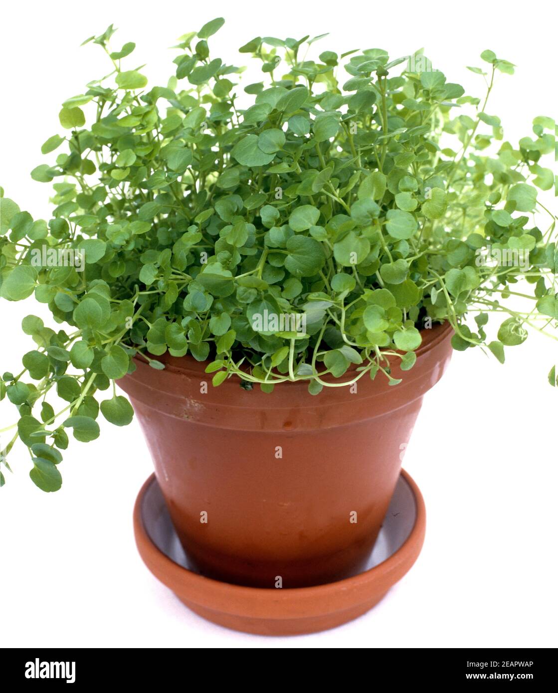 Brunnenkresse, Nasturtium officinale, Heilpflanze, Küchenkraut, Gewürzkraut, Wasserpflanze Stockfoto