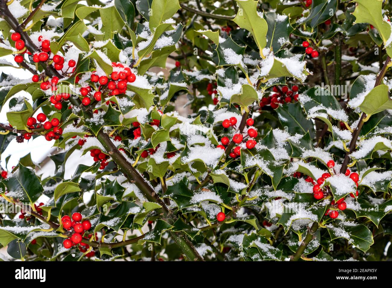 HOLLY ZWEIGE UND VIELE ROTE BEEREN ILEX AQUIFOLIUM MIT IMMERGRÜNEN BLÄTTER IM WINTER MIT SCHNEE Stockfoto