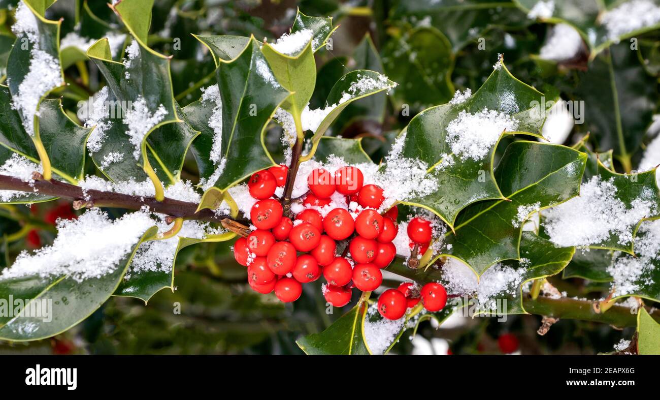 HOLLY MIT ROTEN BEEREN ILEX AQUIFOLIUM UND IMMERGRÜNEN BLÄTTERN IN WINTER MIT SCHNEE Stockfoto