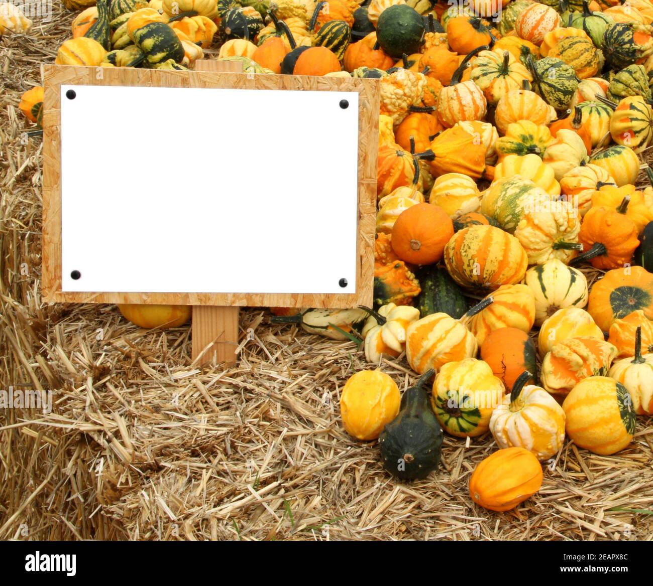Viele verschiedene und bunte Kürbisse liegen im Heu Stockfoto