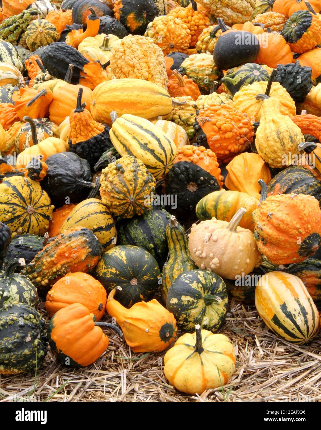 Viele verschiedene und bunte Kürbisse liegen im Heu Stockfoto
