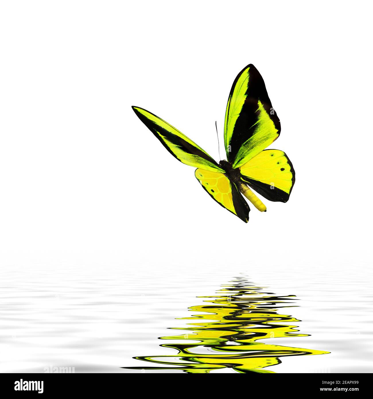 Schöne mehrfarbige echte Schmetterling fliegen auf einem weißen Hintergrund Stockfoto