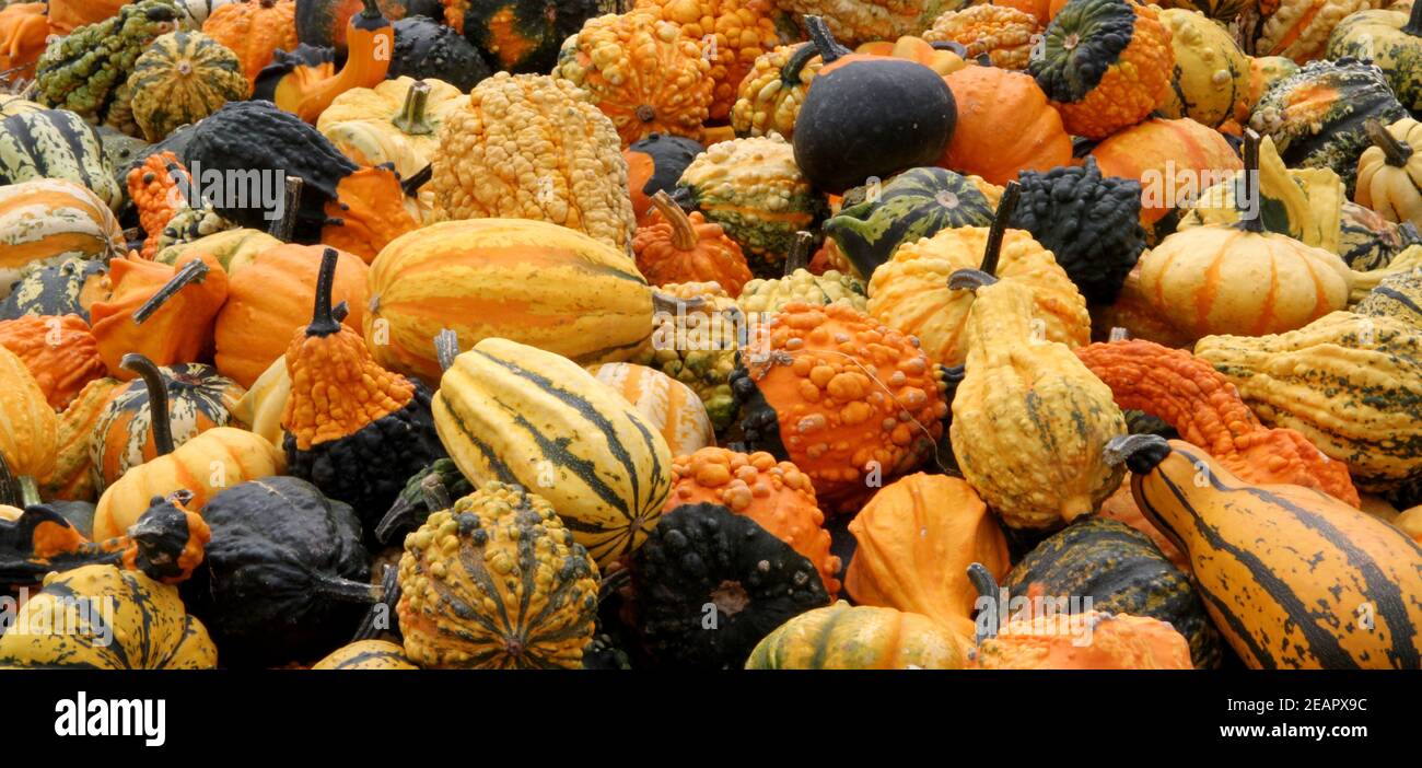 Viele verschiedene und bunte Kürbisse liegen im Heu Stockfoto