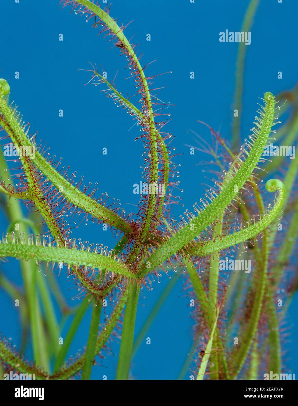 Langblaettriger Sonnentau; Drosera anglica Stockfoto