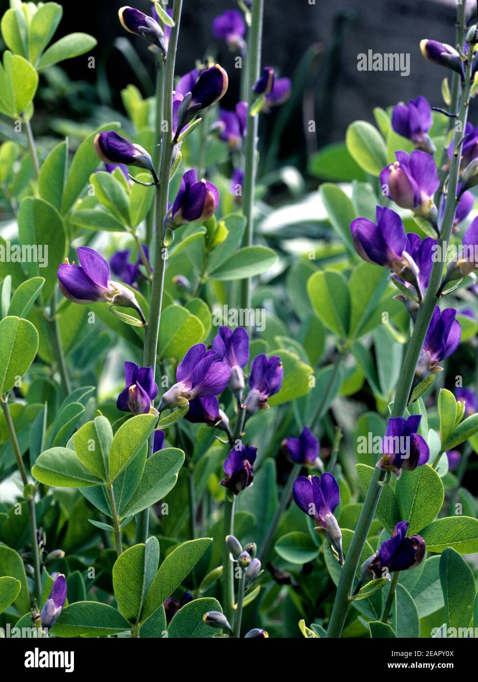 Faerberhuelse Baptizia Tinctoria Stockfoto