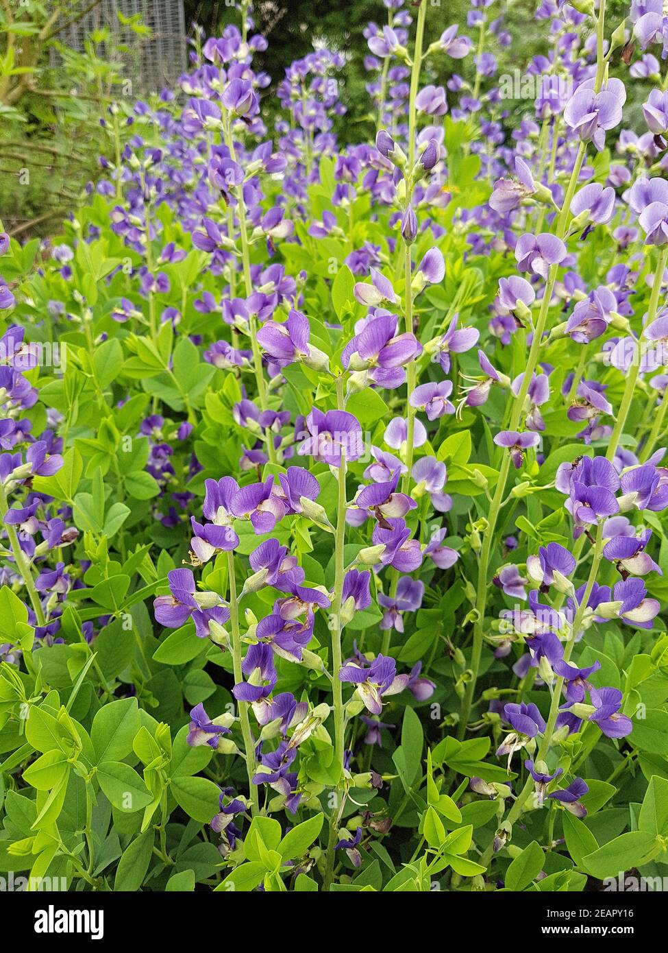 Faerberhuelse, Baptizia, Tinctoria Stockfoto