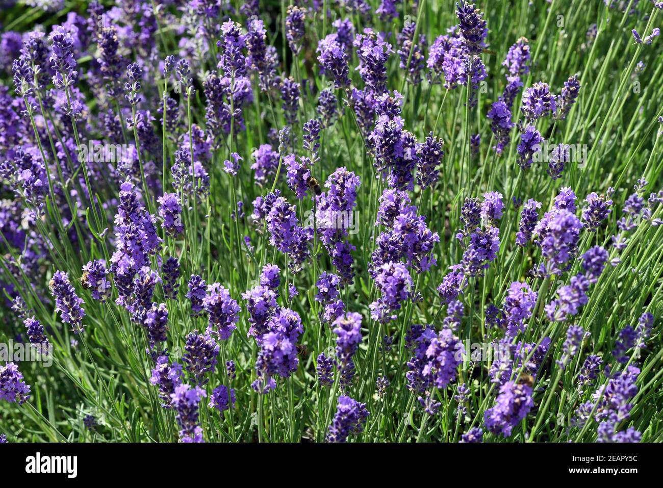 Lavendel, Lavendula, angustifolia, officinalis Stockfoto
