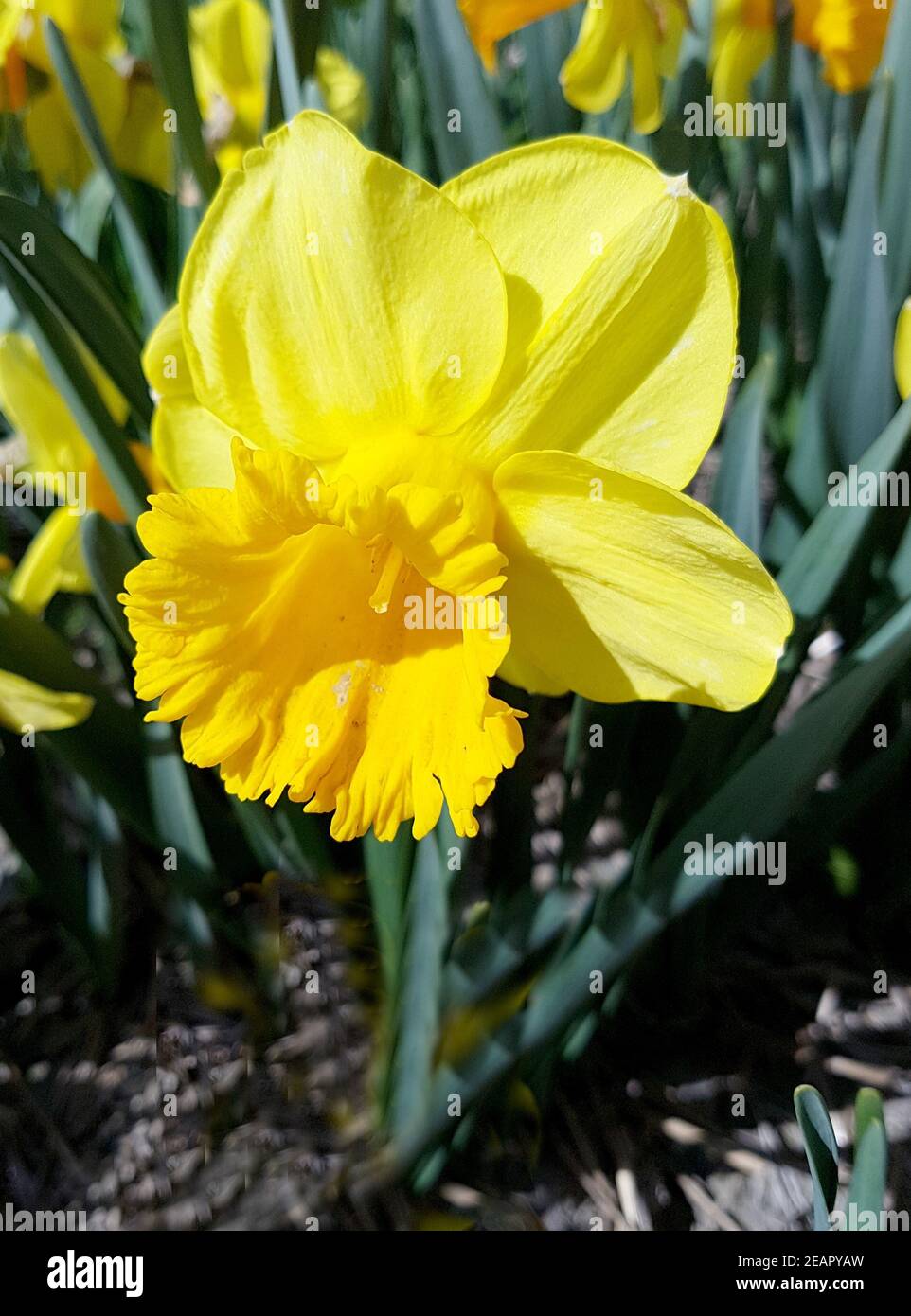 Narzisse, Fata Morgana, Narcissus Stockfoto