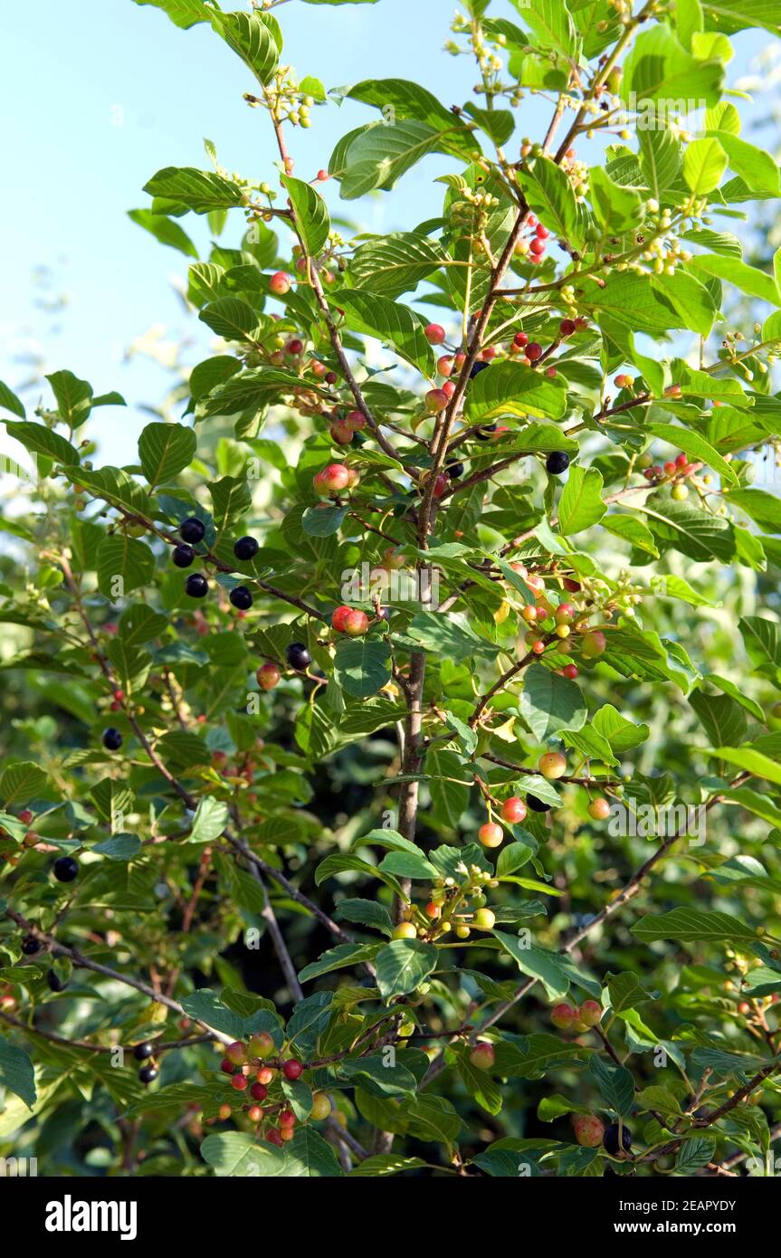 Forschungsmethoden Stockfoto