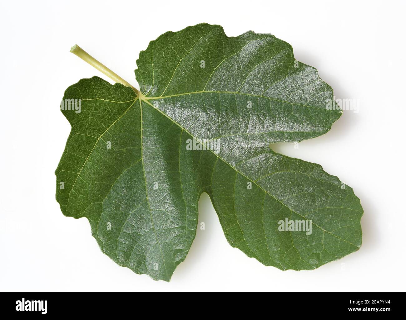 Feigenblatt, Ficus carica Stockfoto