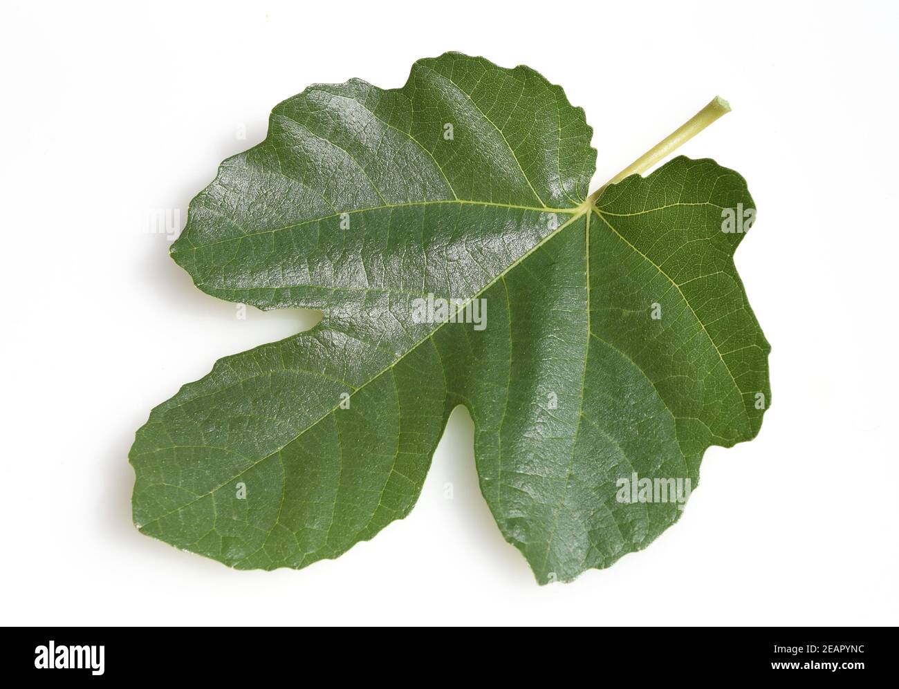 Feigenblatt, Ficus carica Stockfoto