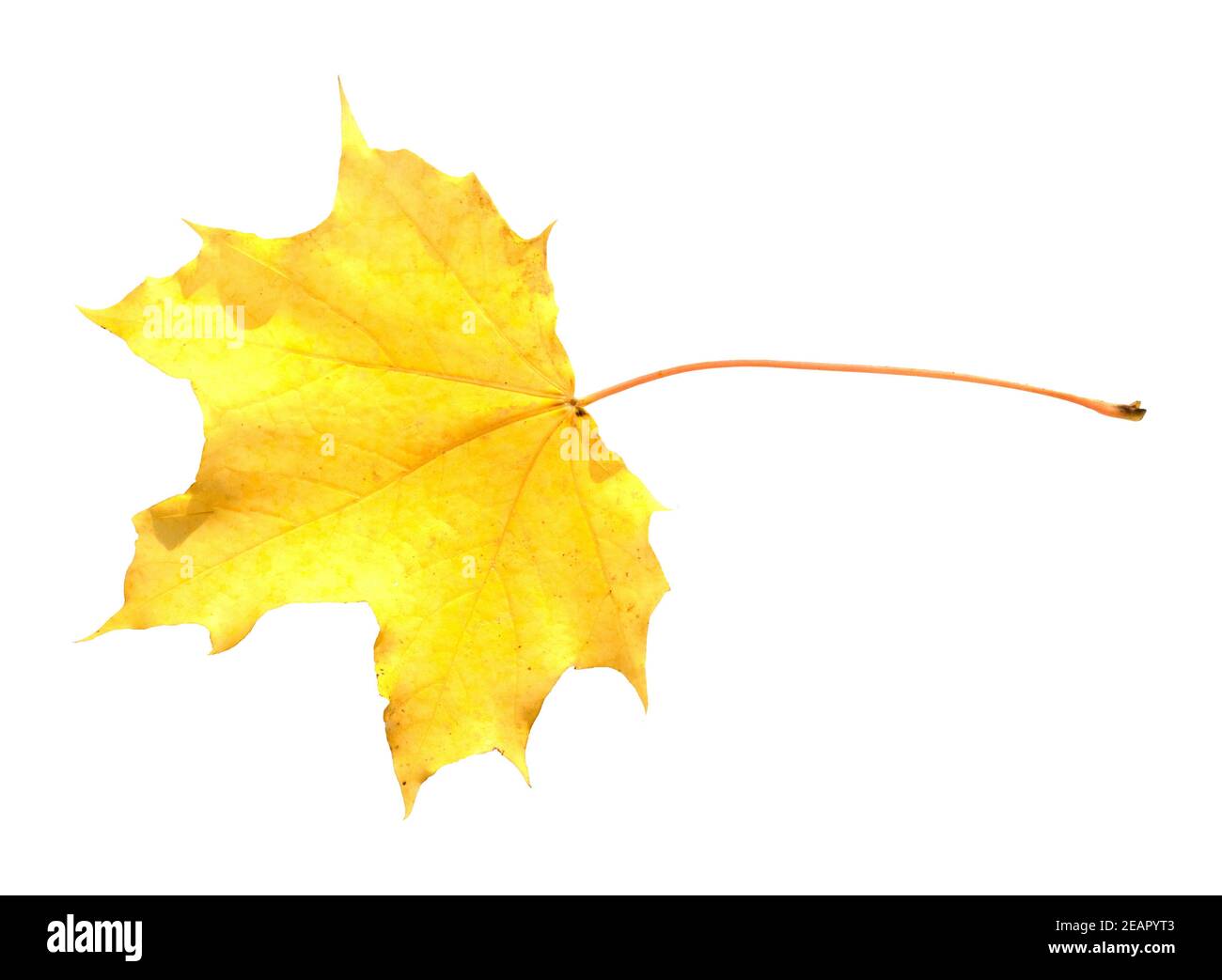 Feldahornblatt, Feldahorn, Herbstblaetter Stockfoto