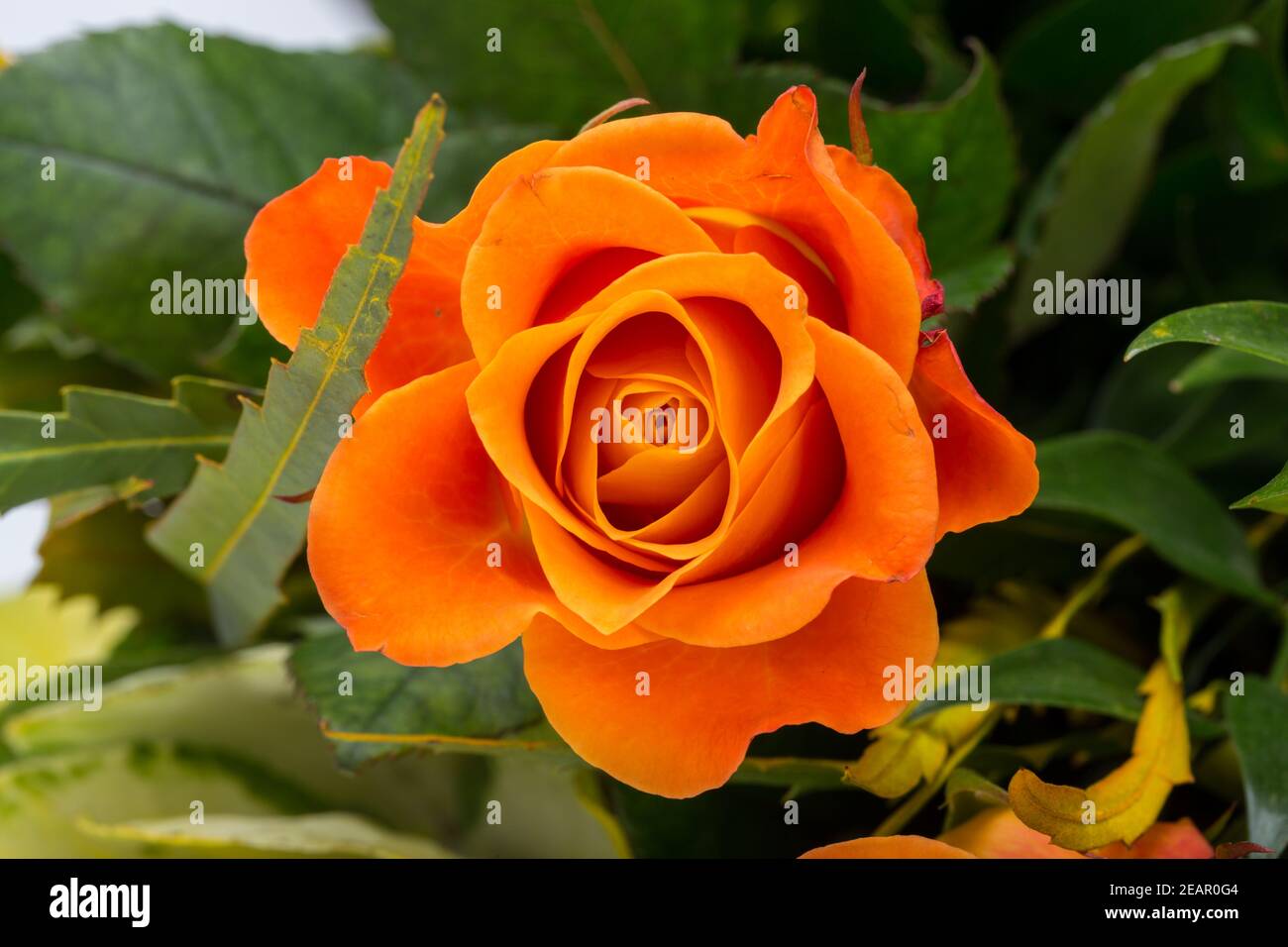 Die orange-stieg vor dem Hintergrund der grünen Blätter Stockfoto