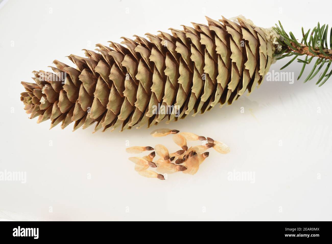 Fichtensamen, Fichtenzapfen, Picea abies, Stockfoto