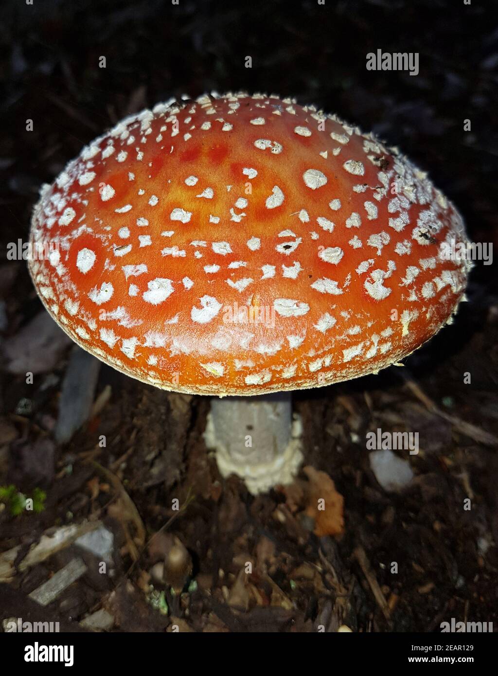 Fliegenpilz, Amanita, Muscaria, var, Muscaria Stockfoto