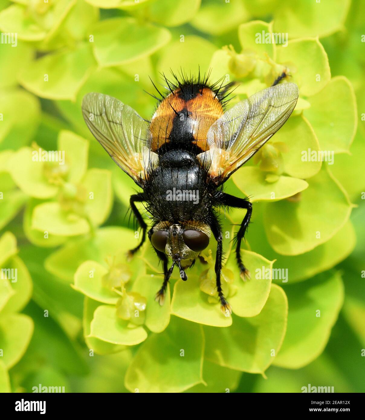 Igelfliege Tachina fera, Stockfoto