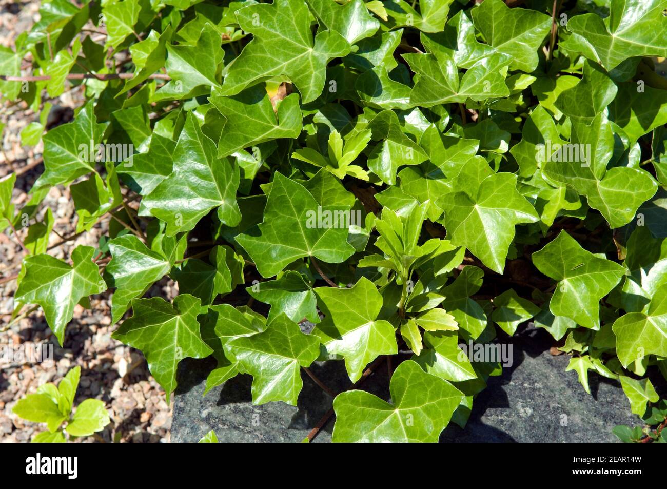 Flaechenbepflanzung, Efeu, Giftpflanze, Heilpflanze, Stockfoto