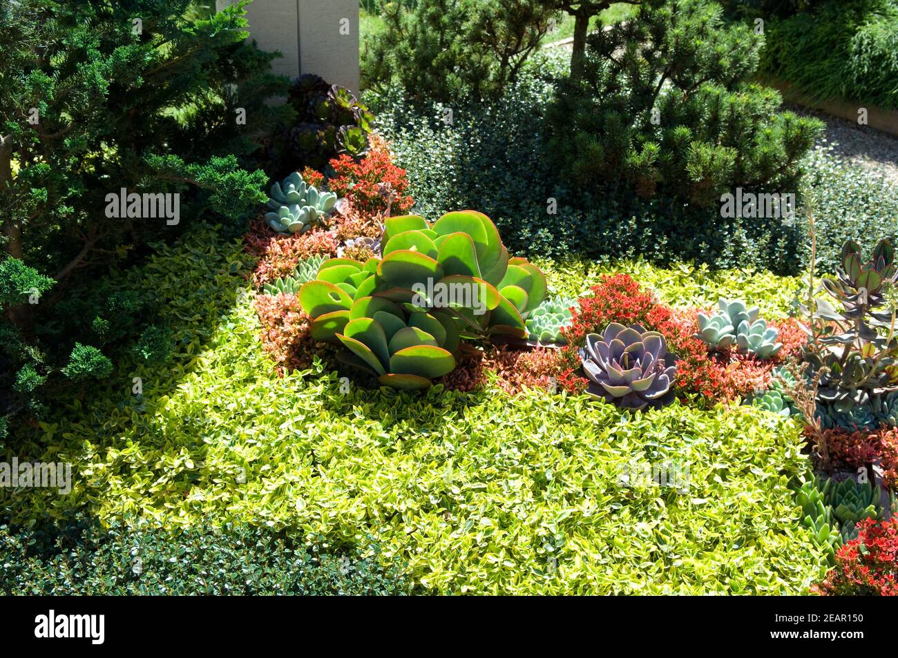 Flaechenbepflanzung, Euonymus Stockfoto