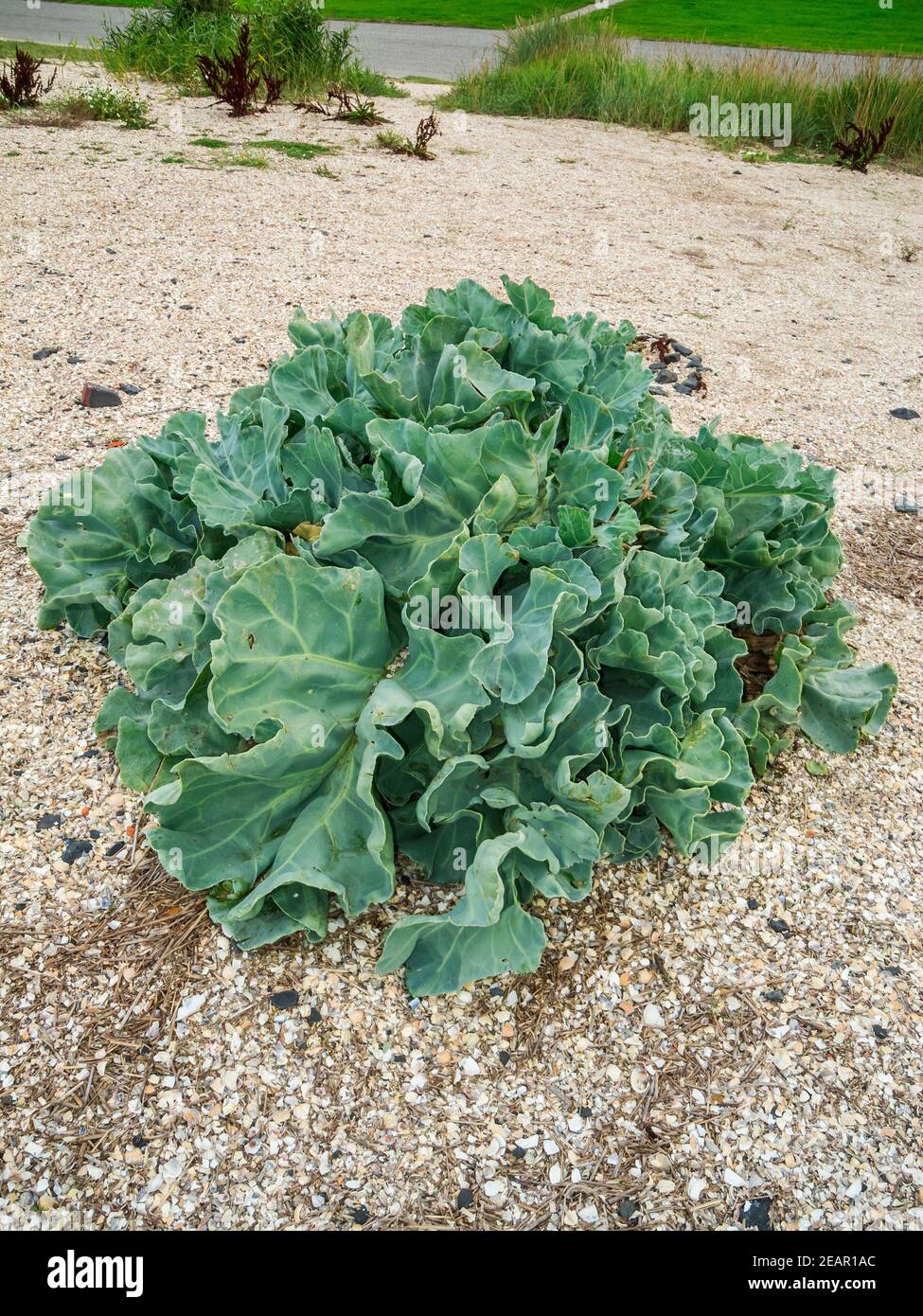 Crambe maritima vertikal Strandkohl Stockfoto