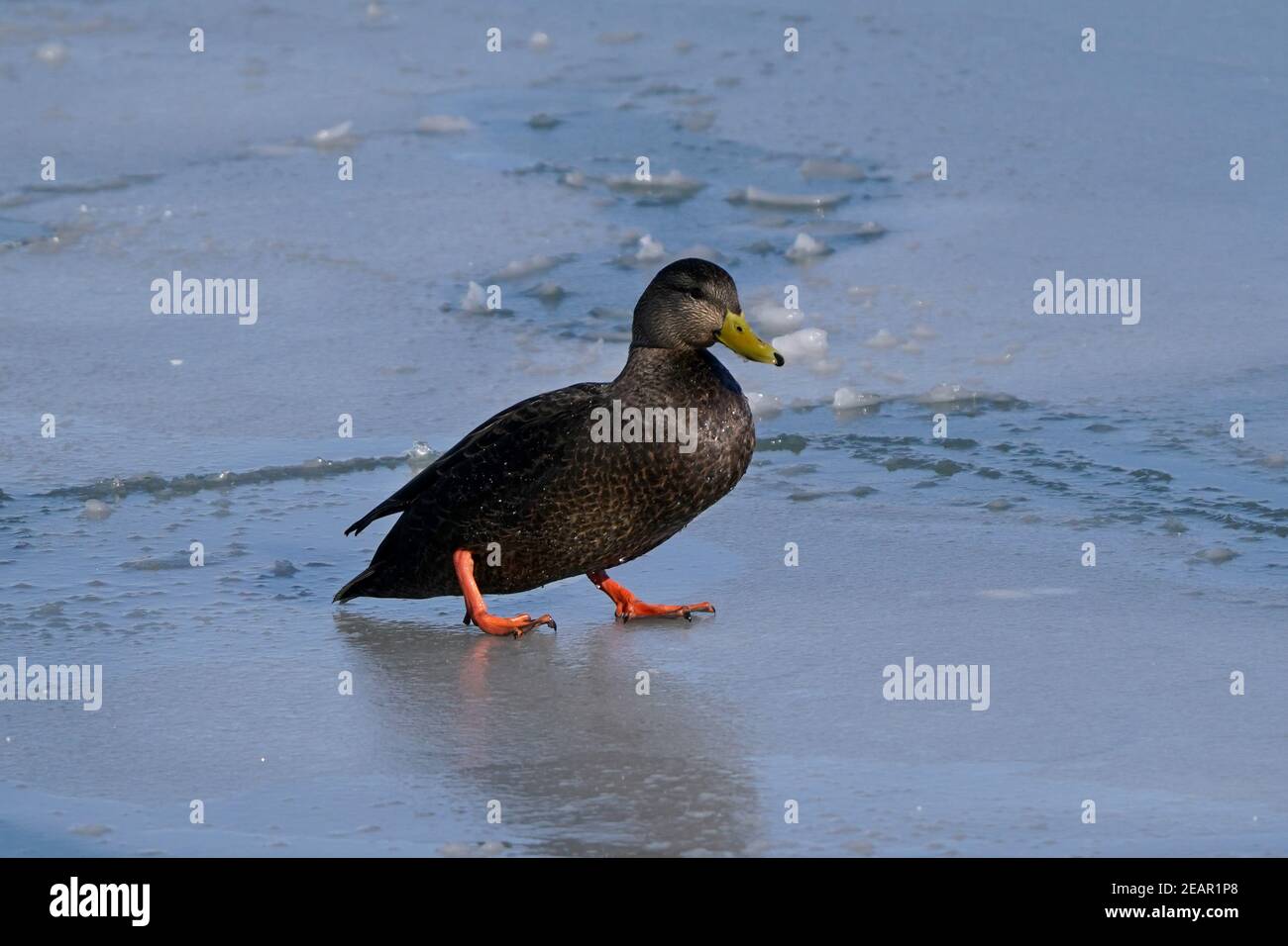 Mallard Enten am See im Winter Stockfoto