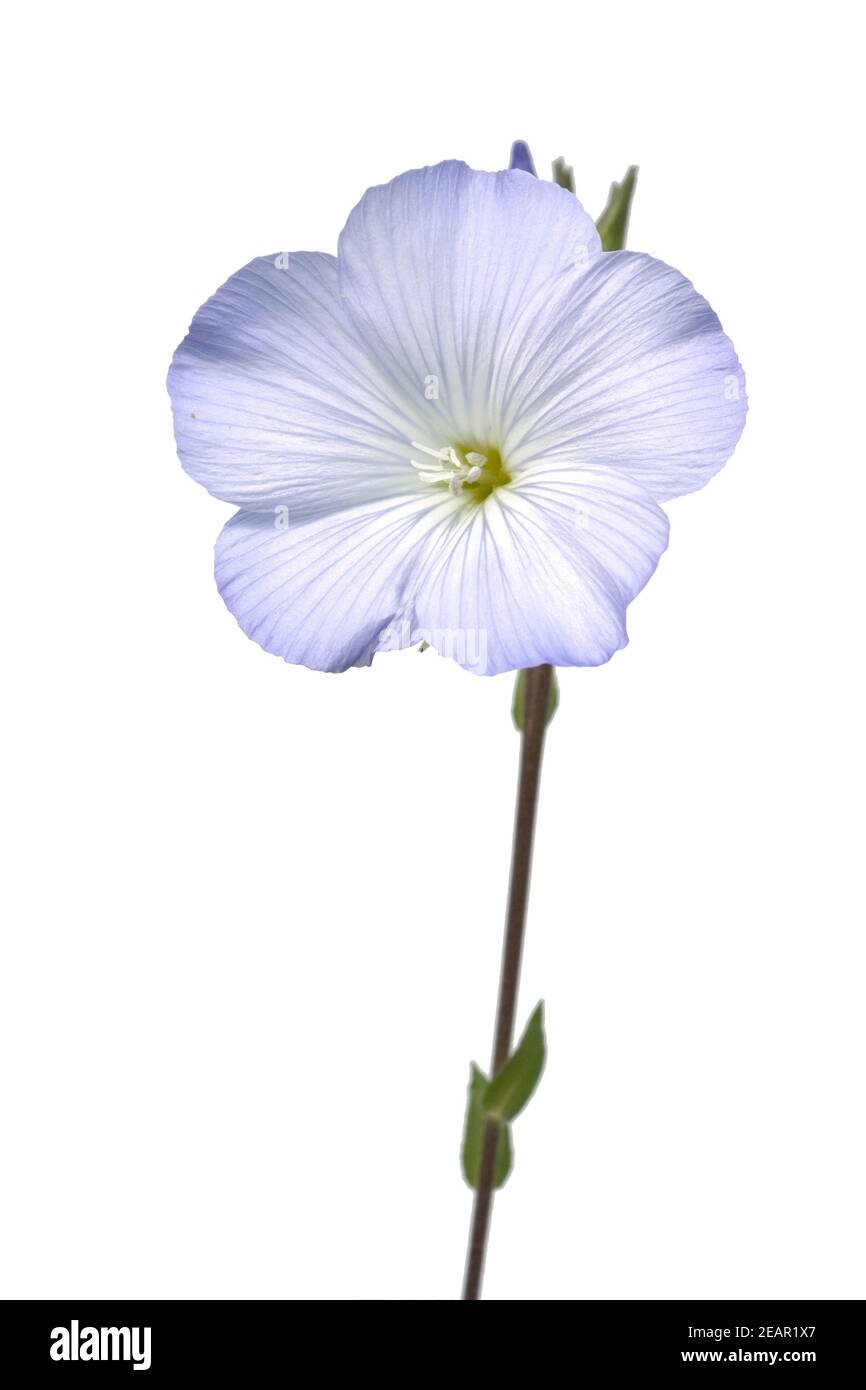 Franzoesischer, Lein, Linum; Narbonense; Stockfoto