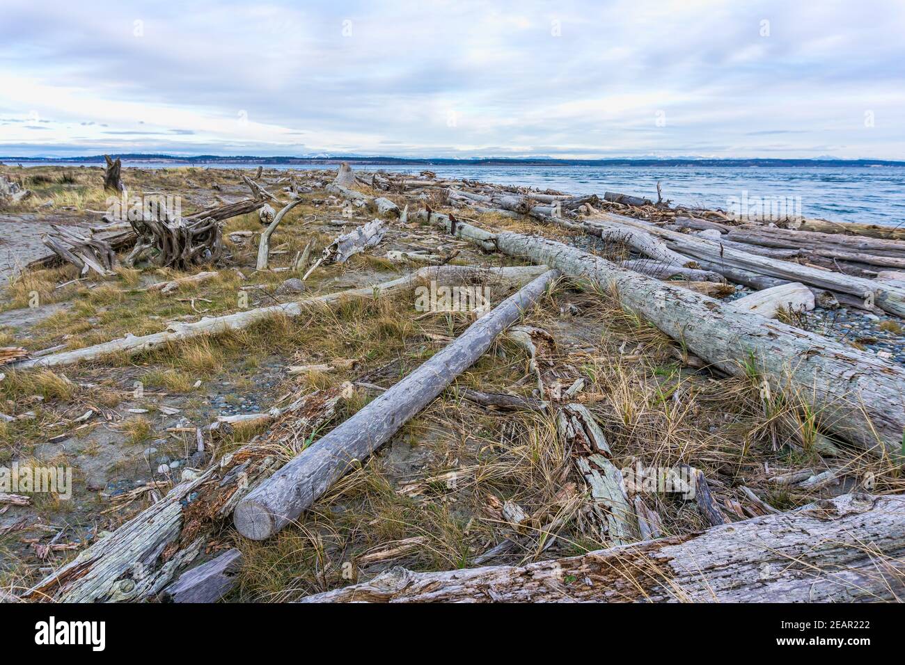 Driftwood umreissend die Küste in Port Townsend, Washington. Stockfoto