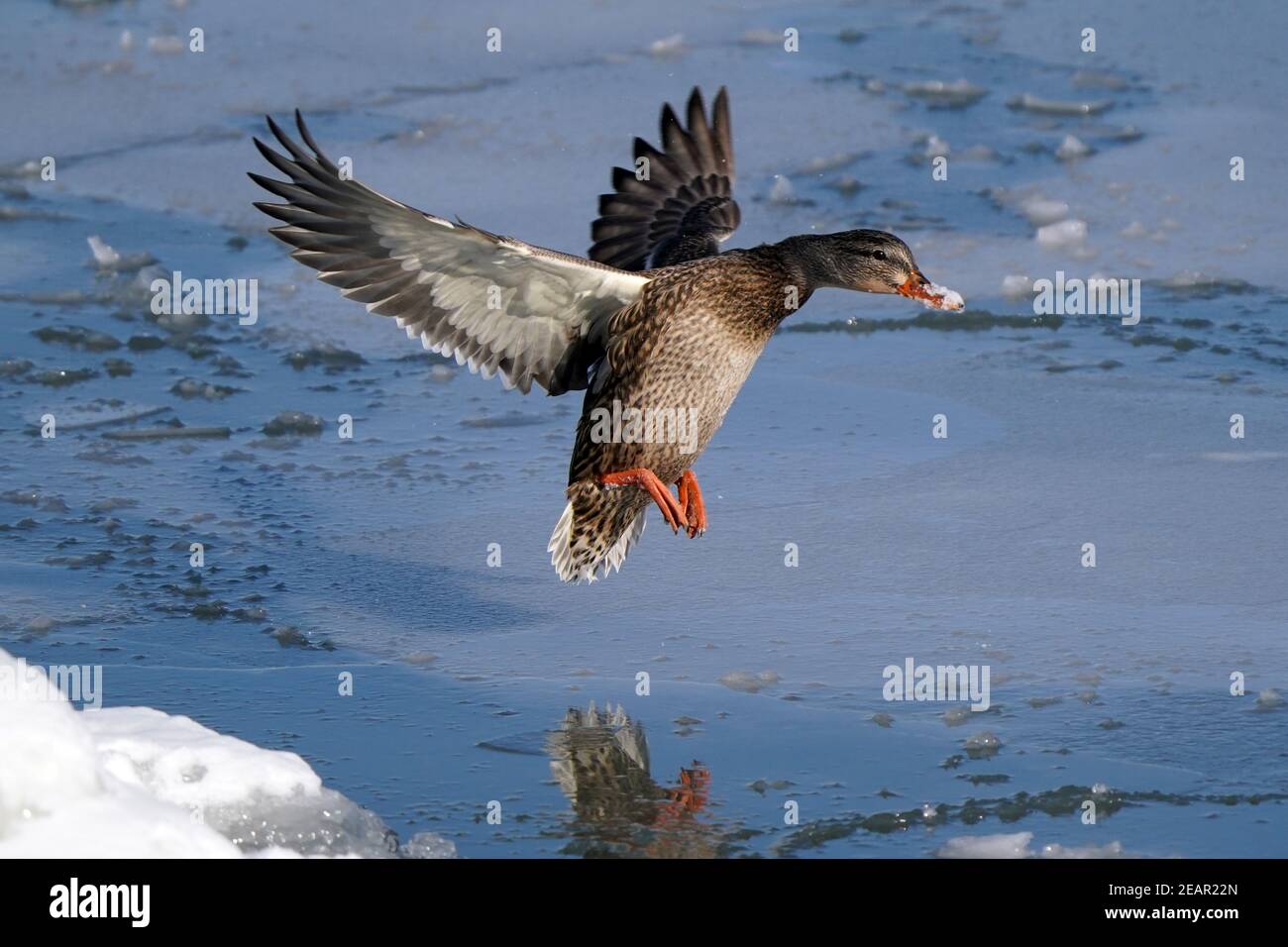 Mallard Enten am See im Winter Stockfoto