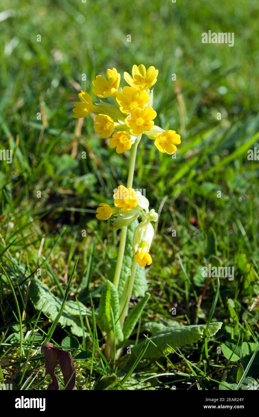 SchlÃ¼sselblume, Primula elatior Stockfoto