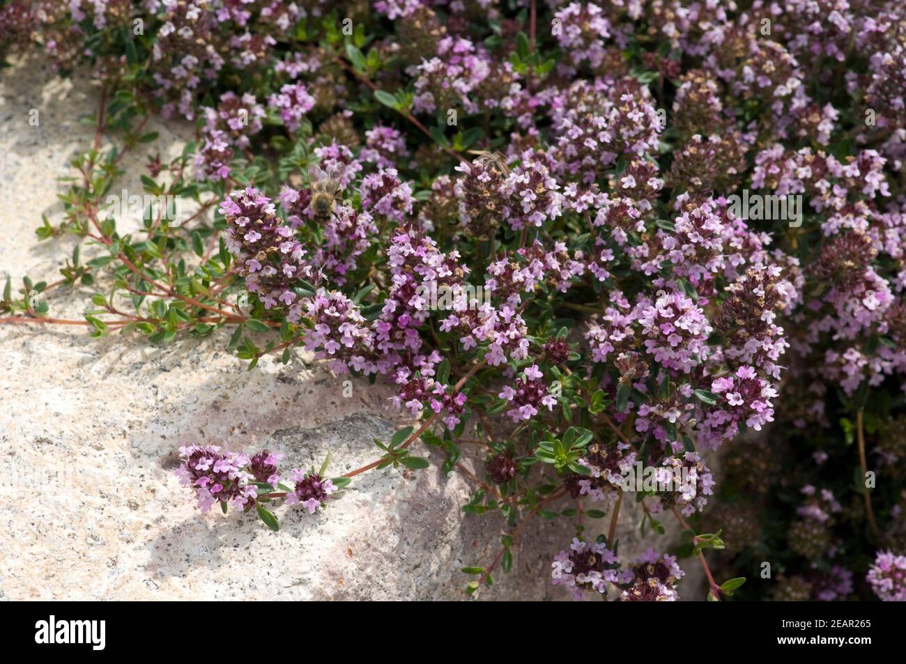 Langhaariger thymian Fotos und Bildmaterial in hoher Auflösung Alamy