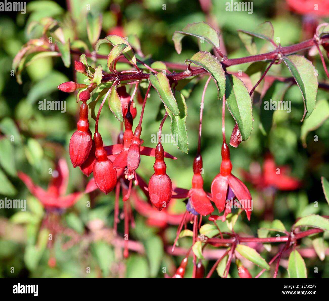 Fuchsie, Fuchsia magellanica Stockfoto