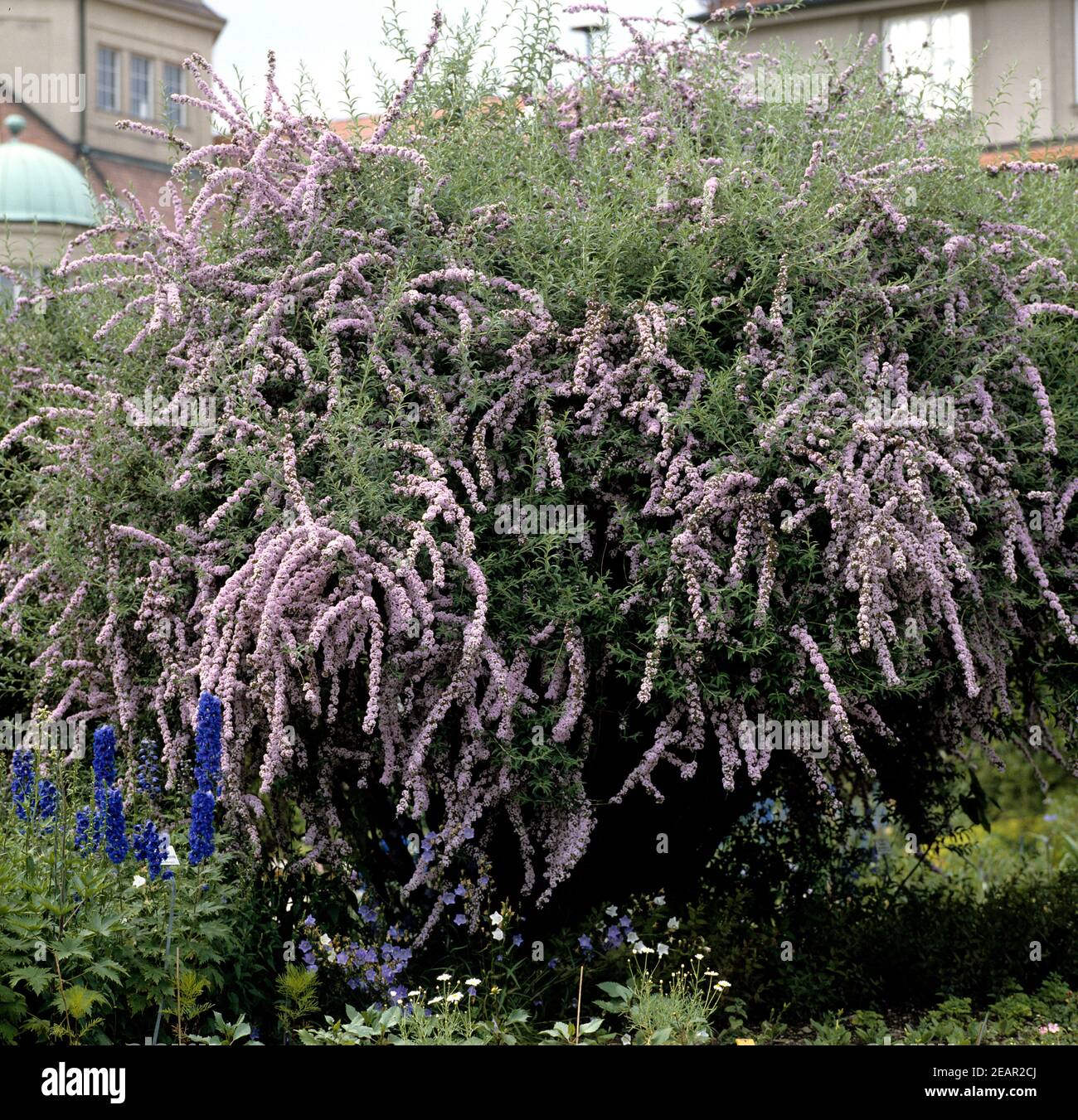 Schmetterlingsstrauch Stockfoto