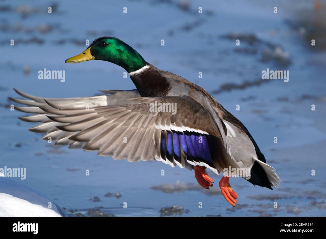 Mallard Enten am See im Winter Stockfoto