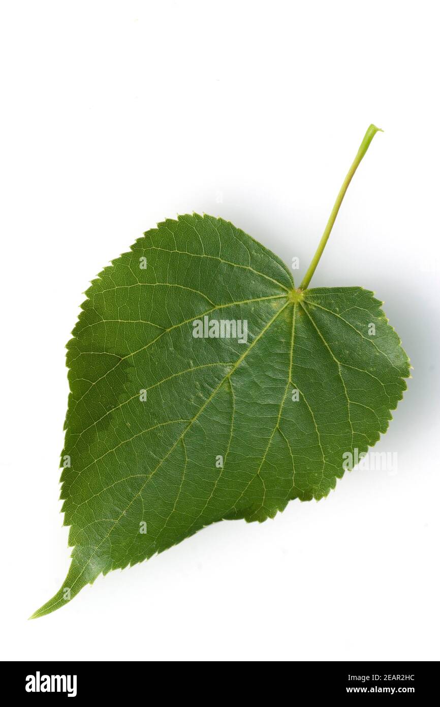 Lindenblatt Tilia platyphyllos, Sommerlinde Stockfoto