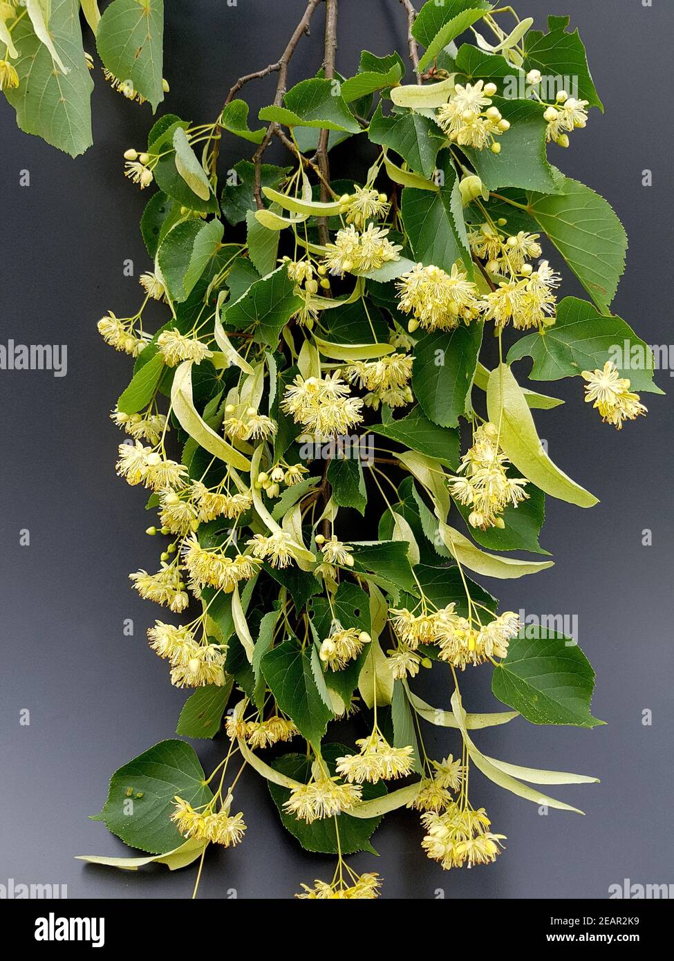 Lindenbaum, Tilia platyphyllos, Stockfoto