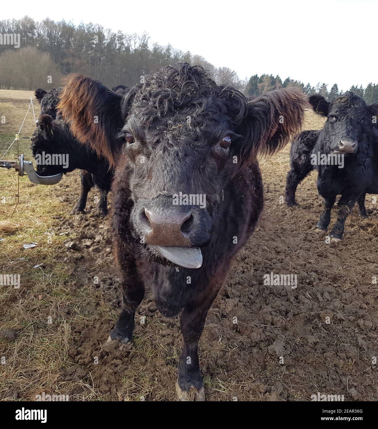 Gurt Rinder Belted galloways -Fotos und -Bildmaterial in hoher Auflösung – Alamy