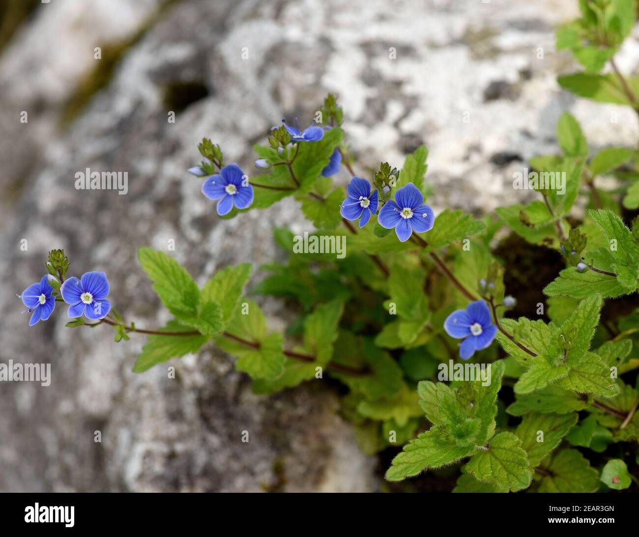 Gamander Ehrenpreis Stockfoto