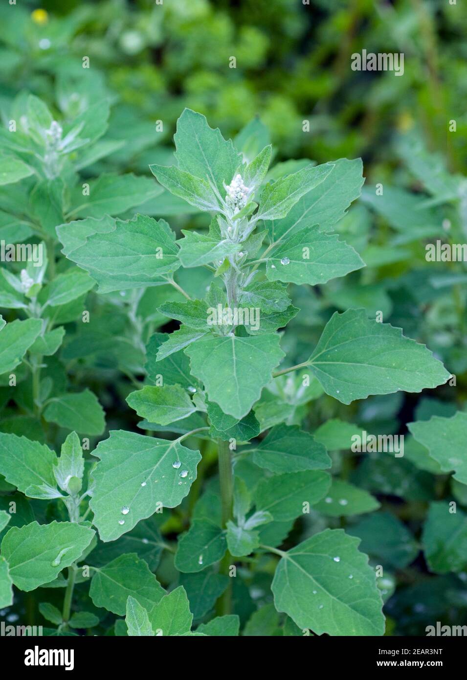 Gartenmelde Atriplex hortensis Melde Stockfoto