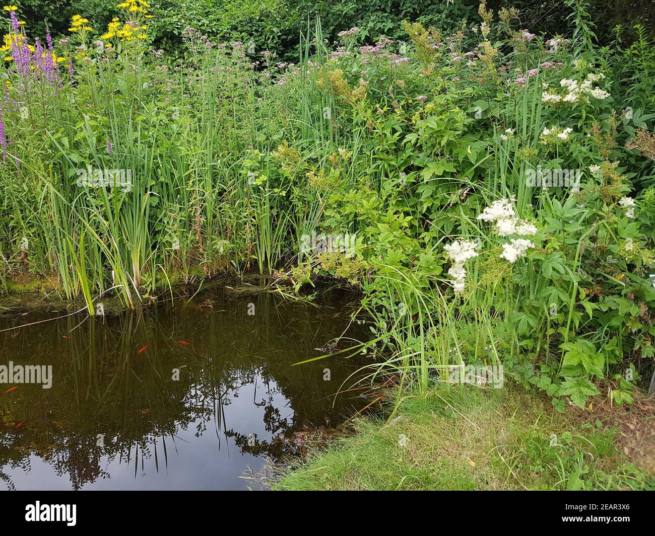 Gartenteich Wasser Wasserpflanzen Stockfoto