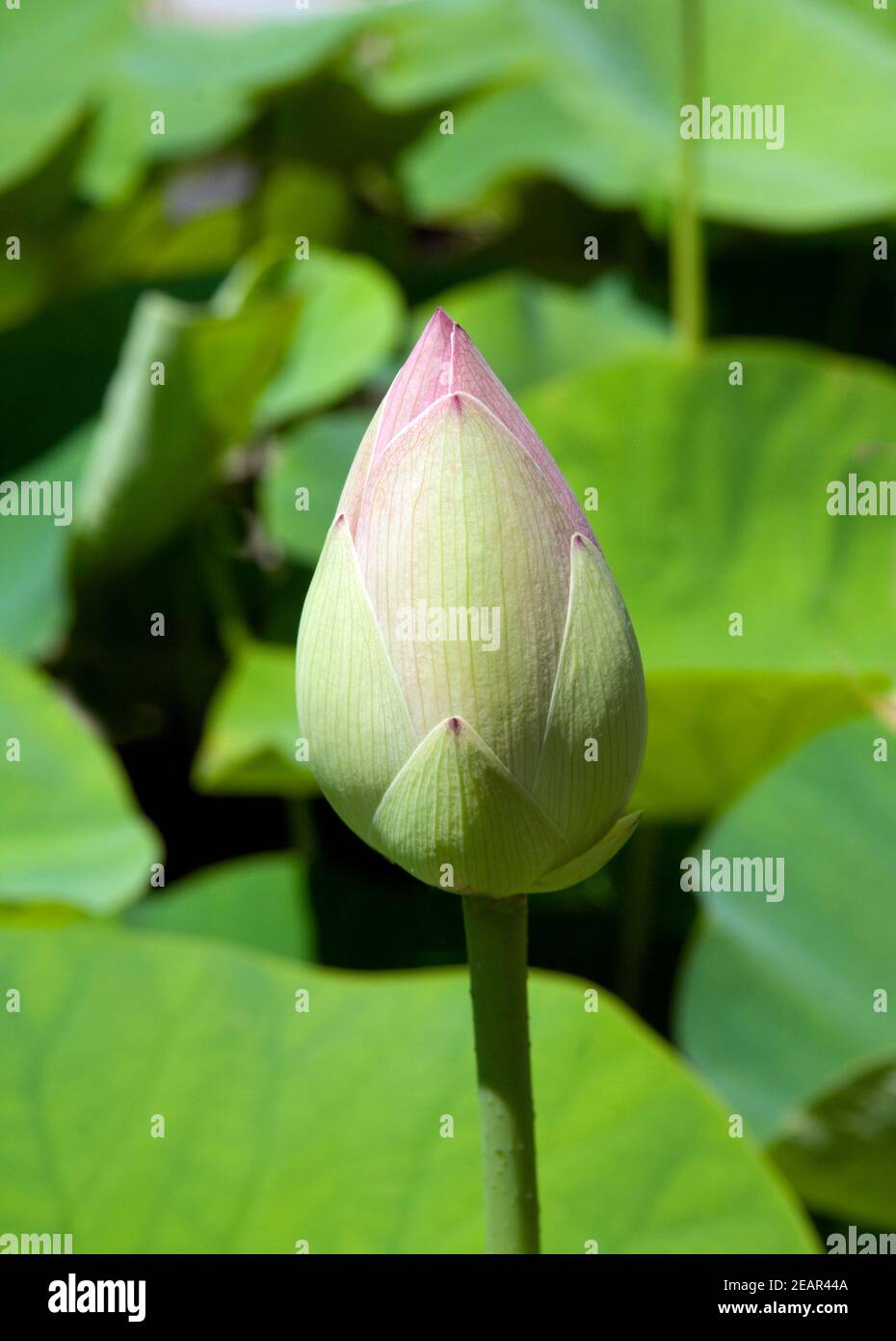 Lotusblume; Indische; Lotus nucifera Stockfoto