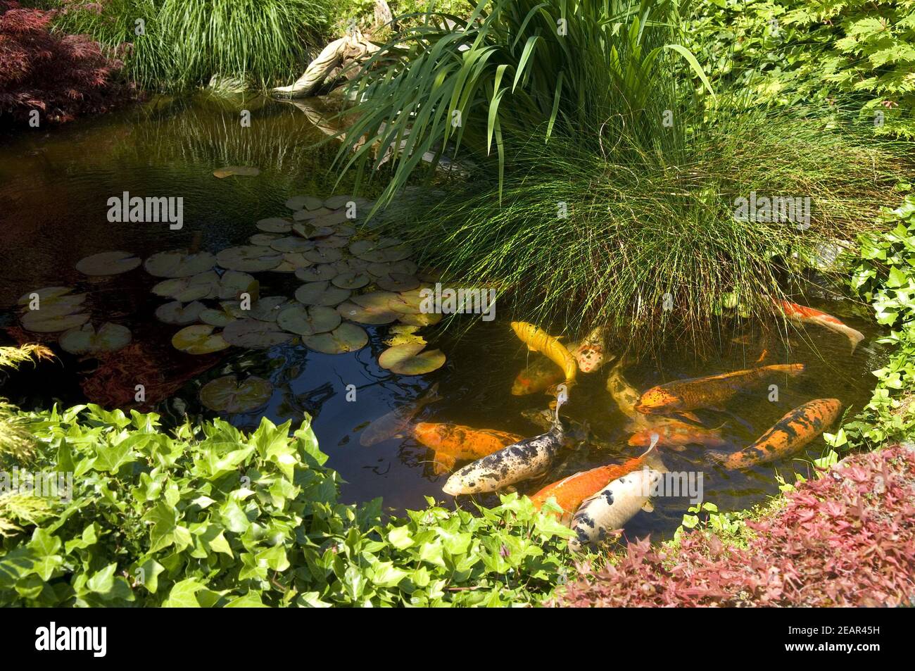 Japanischer koi karpfen Fotos und Bildmaterial in hoher Auflösung Alamy