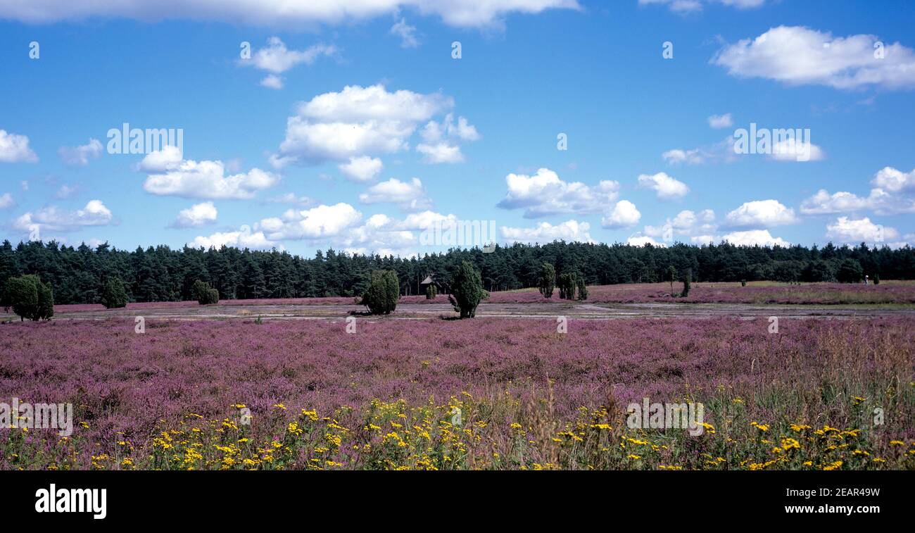 Lüneburger, Heide bluehende Stockfoto