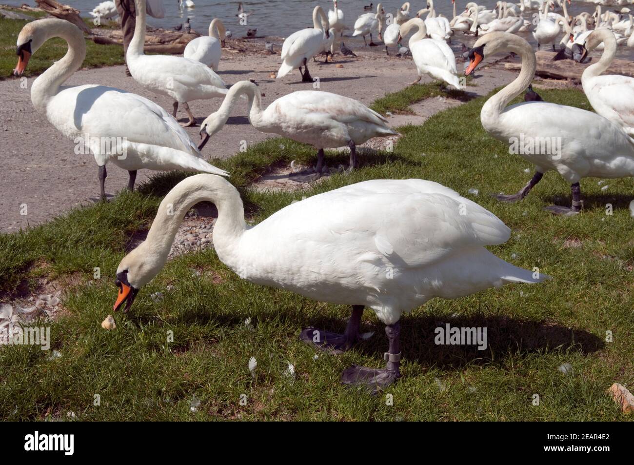 Schwaene, Cygnus Stockfoto