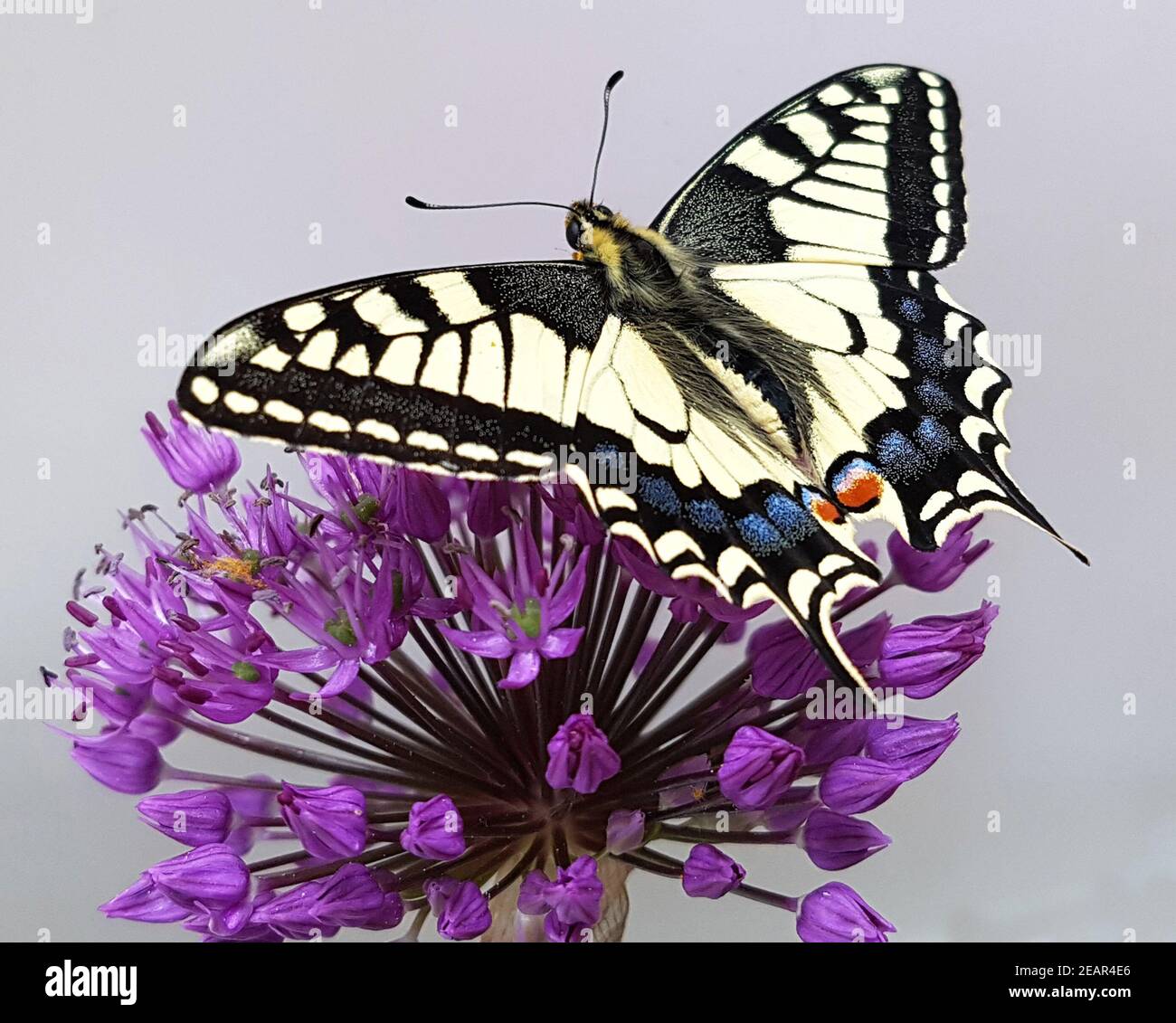 schwalbenschwanz-schmetterling-fotos-und-bildmaterial-in-hoher