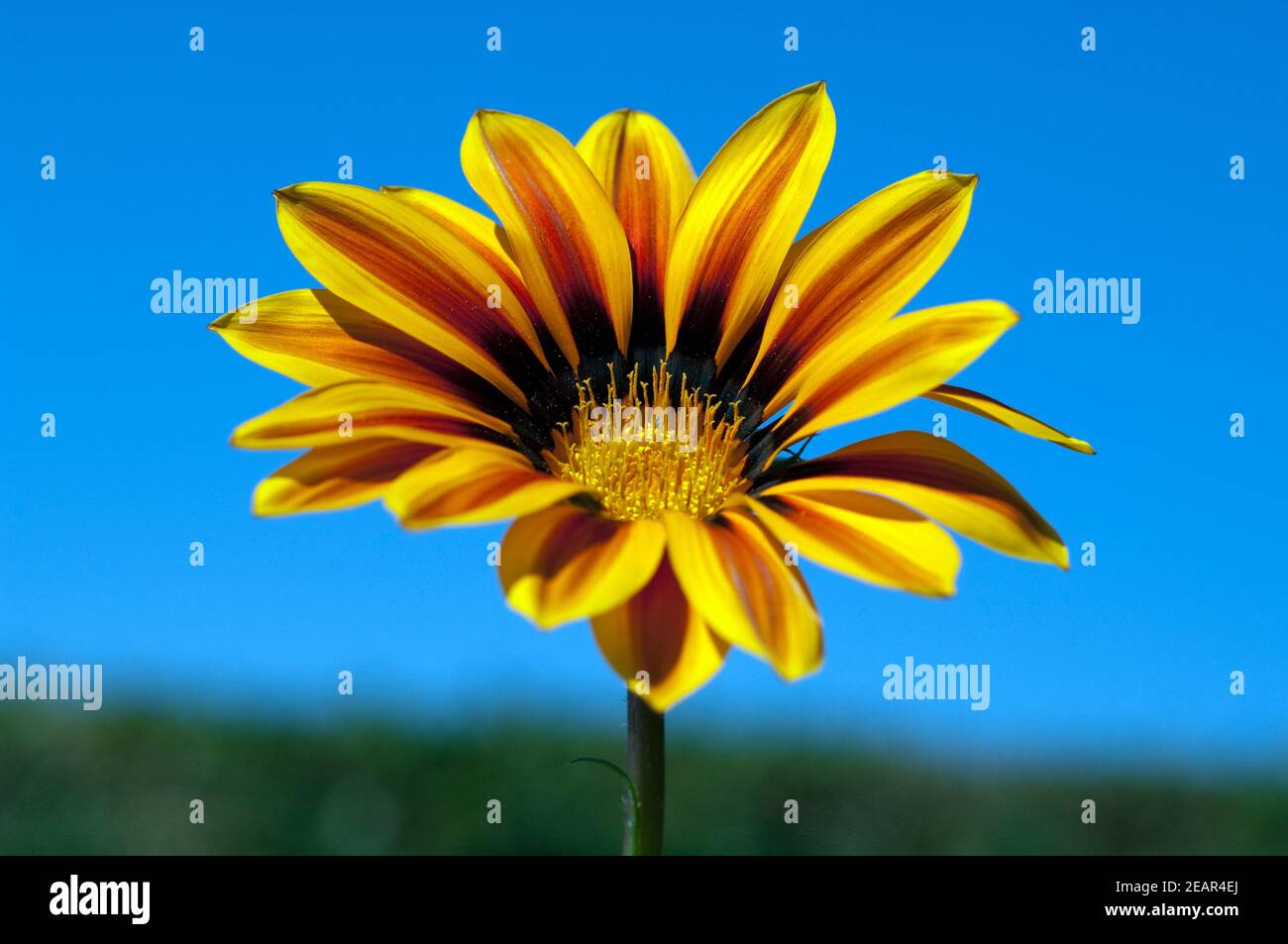 Gazania, Gazania Hybride Splendens Stockfoto
