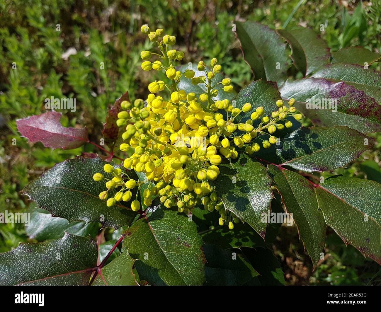 Mahonie Mahonia, Aquifolium Stockfoto