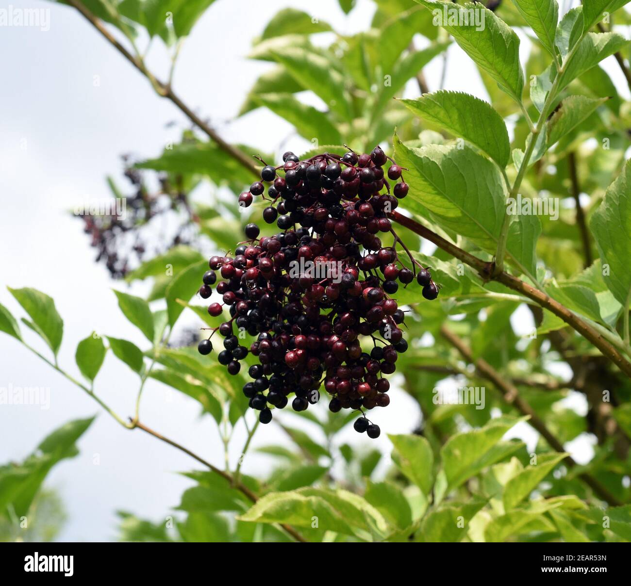 Holunderbeeren Sambucus nigra Holunder Beeren, schwarze Stockfoto