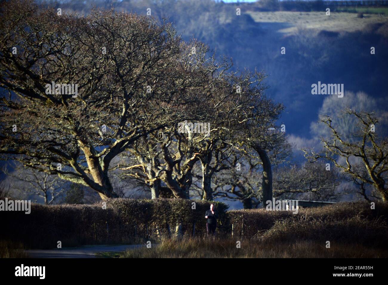 Läufer auf verlassenen Landstraße mit überhängenden Bäumen und Winter Licht auf Waldschatten Stockfoto