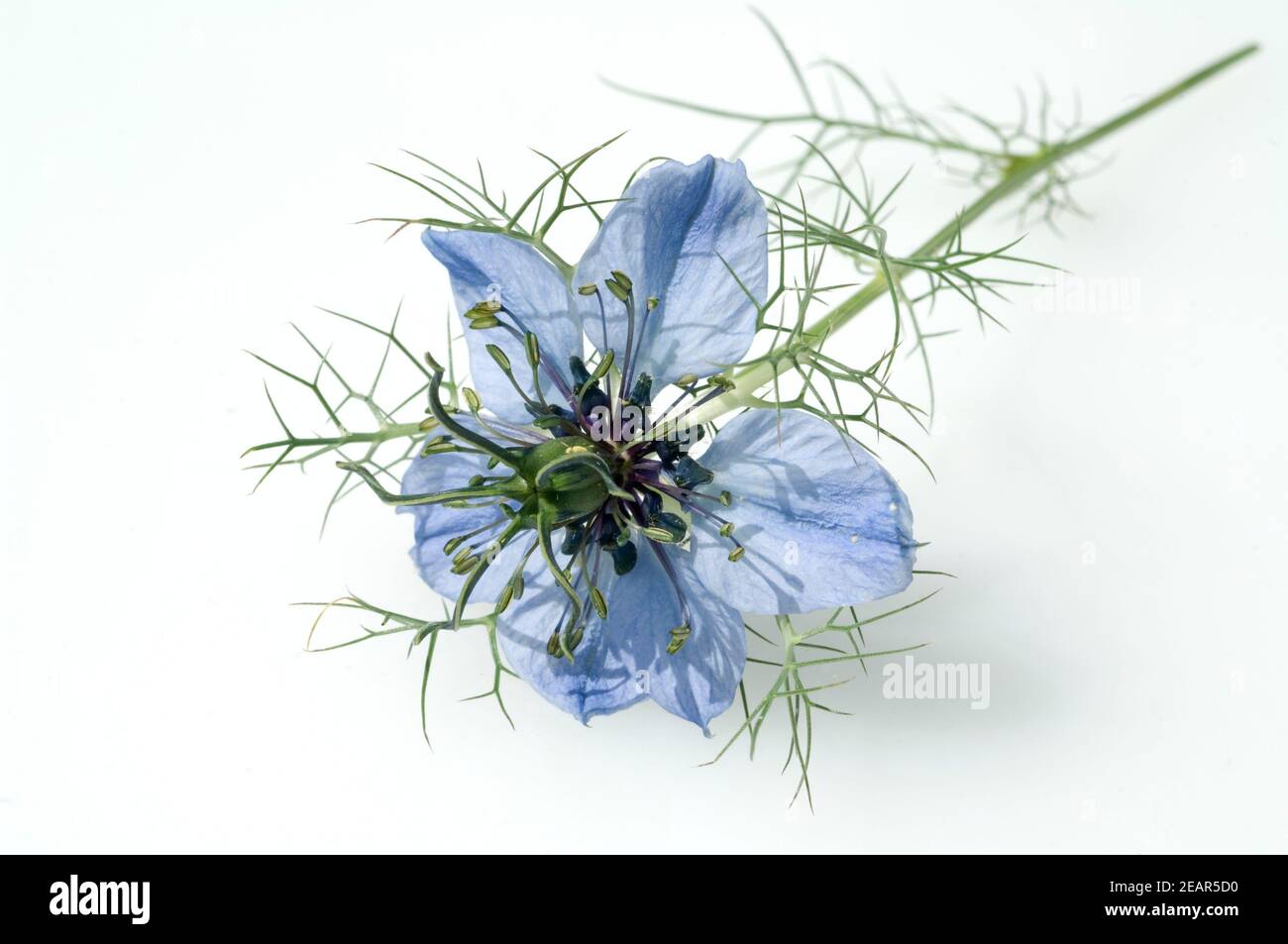 Schwarzkuemmel, echter, Nigella sativa Stockfoto