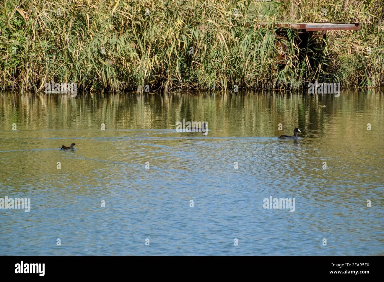 Enten schwimmen im Teich. Wilde Stockente. Drakes und weiblich Stockfoto