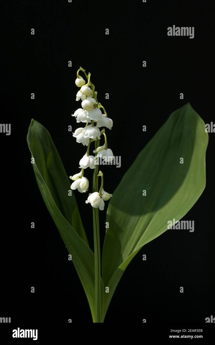 Maigloeckchen, Convallaria majalis Stockfoto